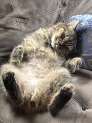 Lost Female Cat last seen Melvindale, Melvindale, MI 48122