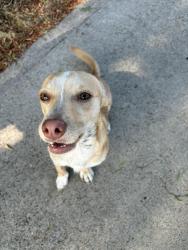 Found/Stray Male Dog last seen Near 63rd street San Diego, CA 92114, San Diego, CA 92114