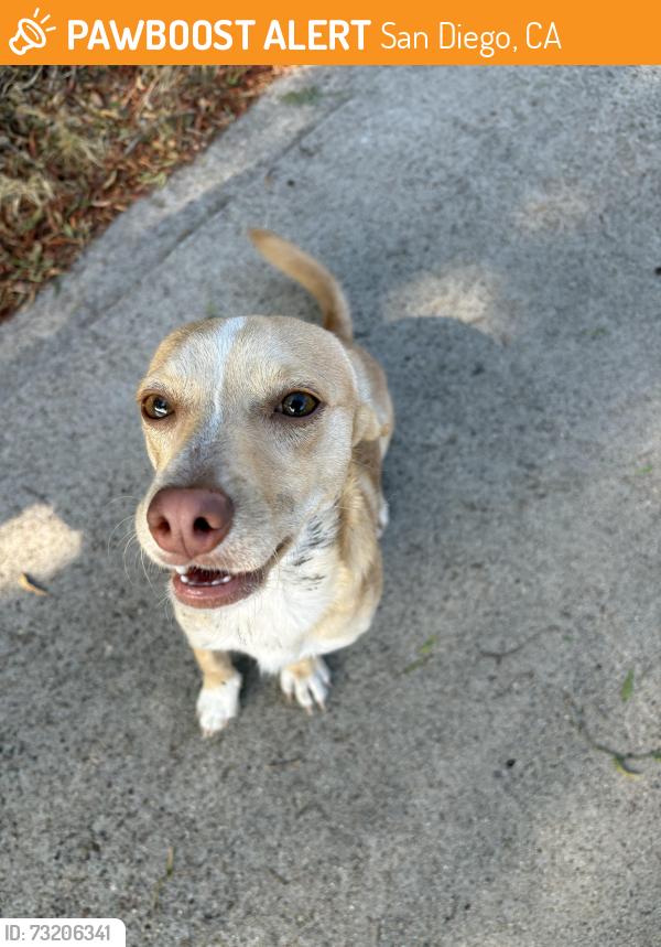 Found/Stray Male Dog last seen Near 63rd street San Diego, CA 92114, San Diego, CA 92114