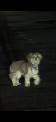 Found/Stray Unknown Dog last seen Wendy’s in Richmond on San Pablo, Richmond, CA 94805