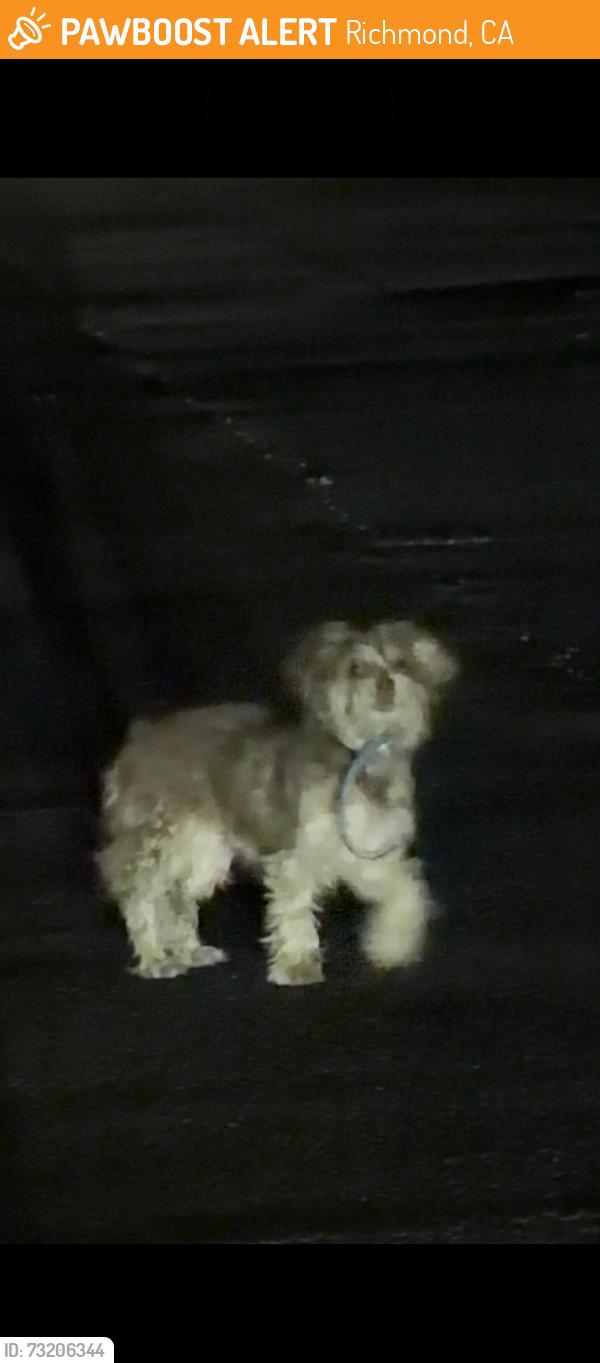 Found/Stray Unknown Dog last seen Wendy’s in Richmond on San Pablo, Richmond, CA 94805