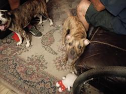 Found/Stray Female Dog last seen Edna and edmond st, Spring Valley, NV 89146