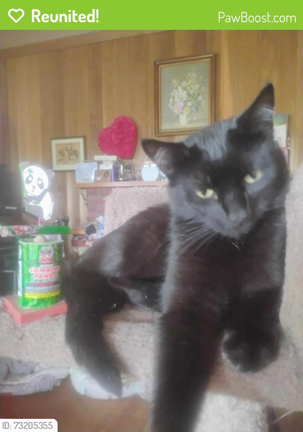 Reunited Female Cat last seen Phinney Ridge Community center, 67th/Phinney AveGreenwood Ave,Woodland Park, Seattle, WA 98103