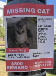 Lost Unknown Cat last seen Delano Street, Milpitas, CA 95035