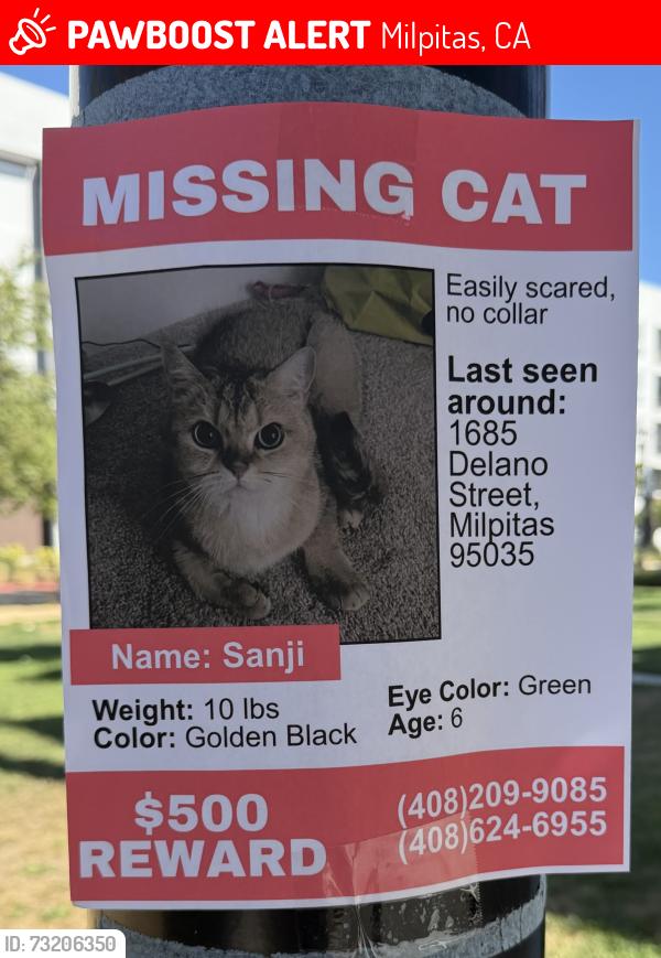 Lost Unknown Cat last seen Delano Street, Milpitas, CA 95035