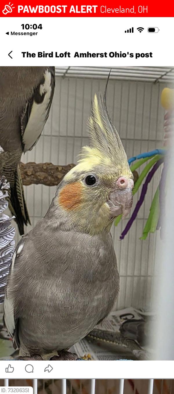 Lost Male Bird last seen Lorain and W. 80th, Cleveland, OH 44102
