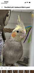 Lost Male Bird last seen Lorain and W. 80th, Cleveland, OH 44102