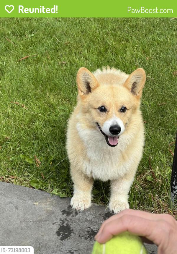 Reunited Female Dog last seen Fosters Ranch Market & Harwood Park, Laytonville, CA 95454