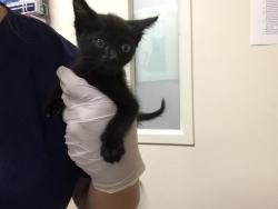 Shelter Stray Male Cat last seen Near BLOCK CALLE LA CUESTA, RIVERSIDE CA 92503, 6851 Van Buren Boulevard, Jurupa Valley, CA 92509, USA