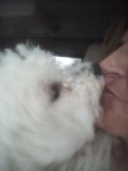 Lost Female Dog last seen Near North Peterson Street Sedalia Colorado 80135, Sedalia, CO 80135
