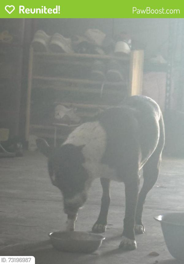 Reunited Female Dog last seen Otomian Rd, Apple Valley, CA 92307, USA, Apple Valley, CA 92307