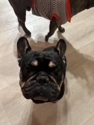 Lost Male Dog last seen Kimball cottonwood, Hesperia, CA 92345