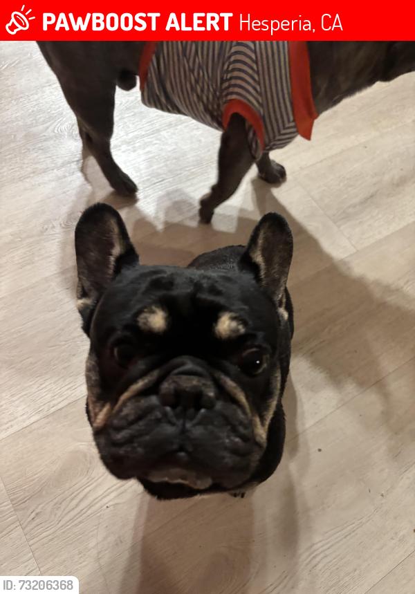 Lost Male Dog last seen Kimball cottonwood, Hesperia, CA 92345