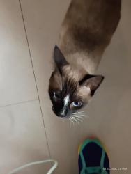 Found/Stray Unknown Cat last seen Racetrac on Gause across from Hobby Lobby, St. Tammany Parish, LA 70460