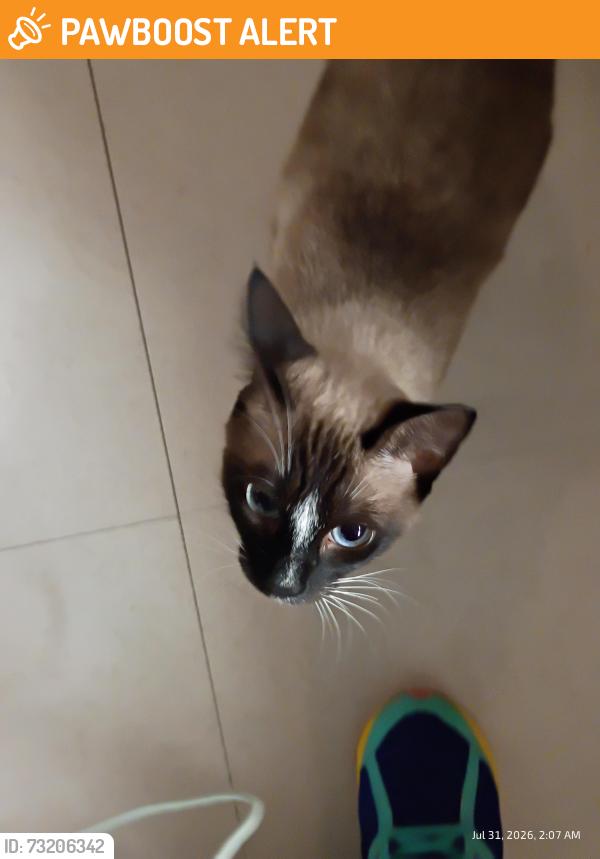 Found/Stray Unknown Cat last seen Racetrac on Gause across from Hobby Lobby, St. Tammany Parish, LA 70460