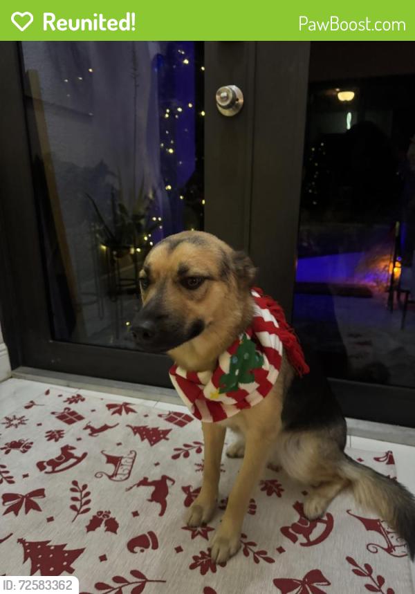 Reunited Female Dog last seen 1st Sw W near the Walmart, Lehigh Acres, FL 33976