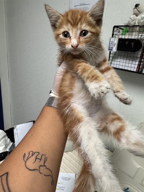 Shelter Stray Male Cat last seen Near BLOCK EL FUERTE AVE, BAKERSFIELD CA 93307, 3951 Fruitvale Ave, Bakersfield, CA 93308, USA