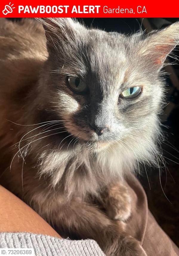 Lost Female Cat last seen 149th Street, Gardena, CA 90247