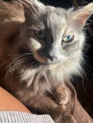 Lost Female Cat last seen 149th Street, Gardena, CA 90247