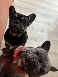 Lost Male Dog last seen Cottonwood and kimball, Hesperia, CA 92345