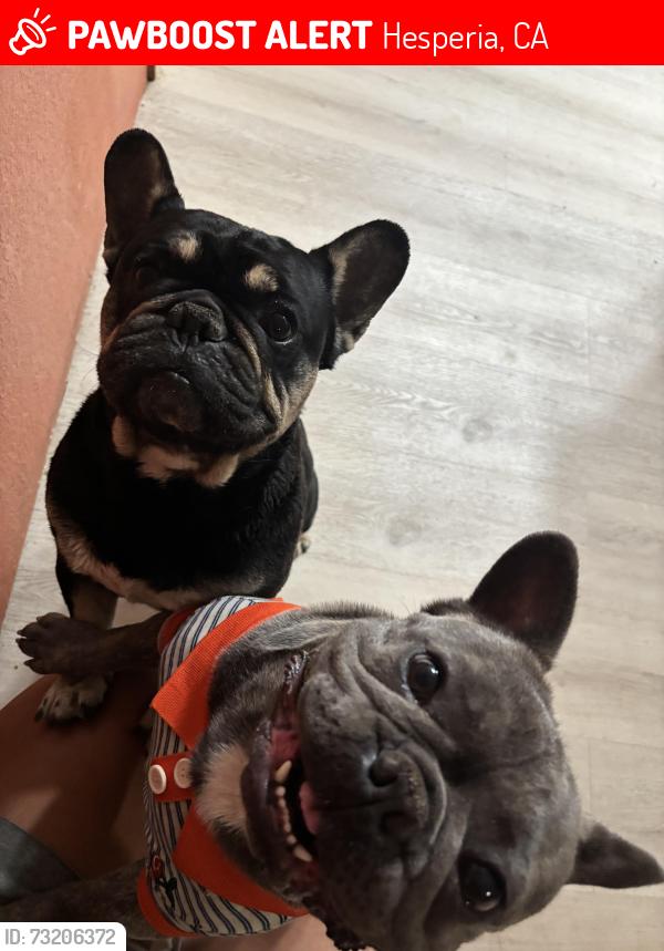 Lost Male Dog last seen Cottonwood and kimball, Hesperia, CA 92345