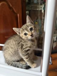 Lost Female Cat last seen marlborough avenue, San Diego, CA 92105