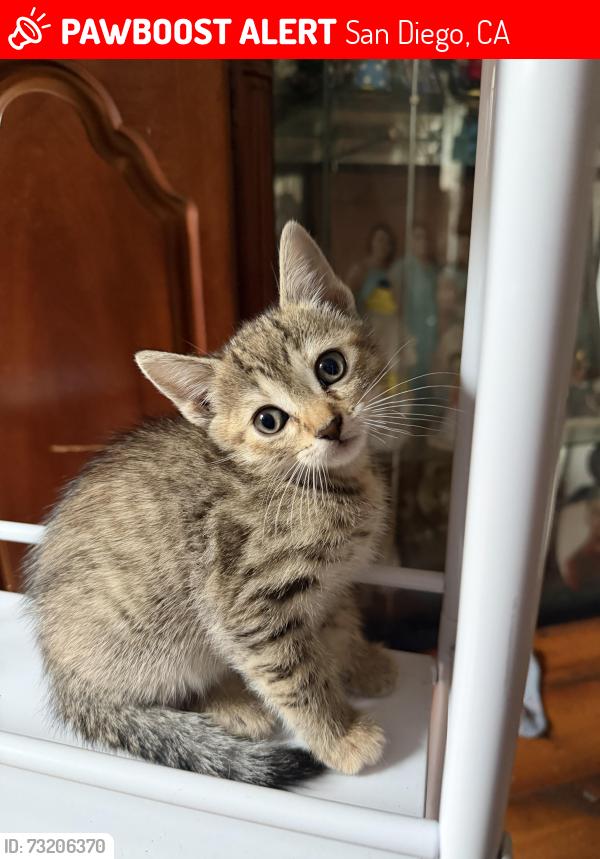 Lost Female Cat last seen marlborough avenue, San Diego, CA 92105