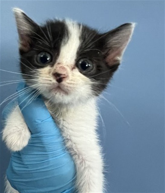 Shelter Stray Female Cat last seen , 333 Chandler Pl, San Bernardino, CA 92408, USA