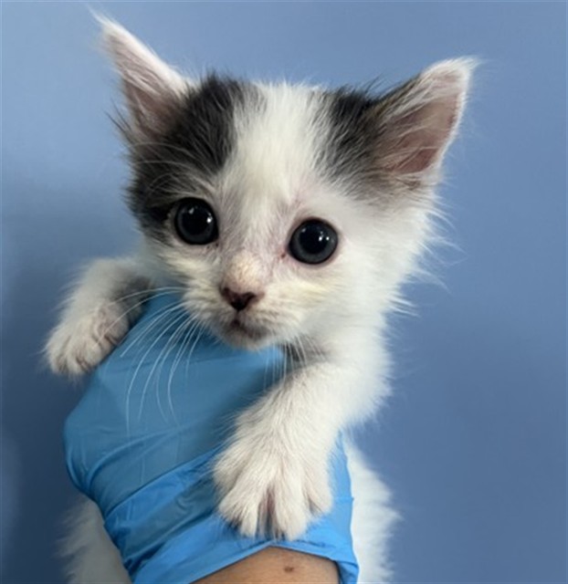 Shelter Stray Male Cat last seen , 333 Chandler Pl, San Bernardino, CA 92408, USA