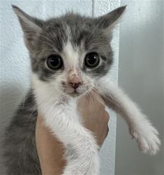 Shelter Stray Female Cat last seen , 333 Chandler Pl, San Bernardino, CA 92408, USA