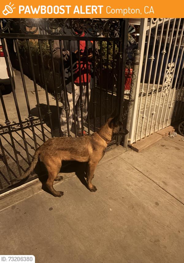 Found/Stray Male Dog last seen Lucien st and oleander st, Compton, CA 90222