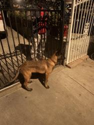 Found/Stray Male Dog last seen Lucien st and oleander st, Compton, CA 90222