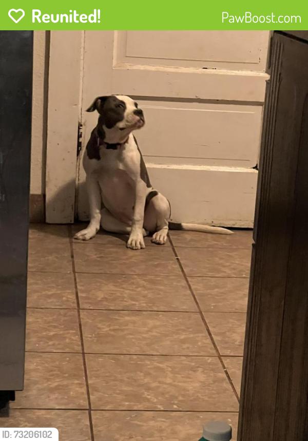Reunited Female Dog last seen 33rd & Bruce Randolph, Denver, CO 80205