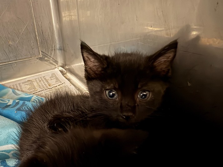 Shelter Stray Male Cat last seen , West Valley Animal Shelter, 20655 Plummer St, Chatsworth, CA 91311, USA