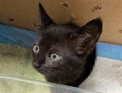Shelter Stray Female Cat last seen , West Valley Animal Shelter, 20655 Plummer St, Chatsworth, CA 91311, USA