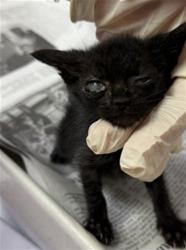 Shelter Stray Female Cat last seen MOLLEN ST, 2020 Forest St, Jacksonville, FL 32204, USA