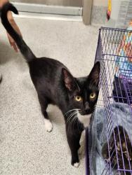 Shelter Stray Female Cat last seen ELK GROVE FLORIN RD / CAMPBELL RD, 9150 Union Park Way, Elk Grove, CA 95624, USA