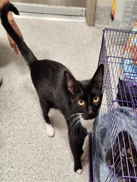 Shelter Stray Female Cat last seen ELK GROVE FLORIN RD / CAMPBELL RD, 9150 Union Park Way, Elk Grove, CA 95624, USA