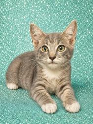 Shelter Stray Male Cat last seen Near BLOCK LA MARCHE DRIVE, 2020 Forest St, Jacksonville, FL 32204, USA