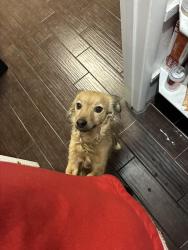 Lost Male Dog last seen Mountain vista and Tropicana, Paradise, NV 89120