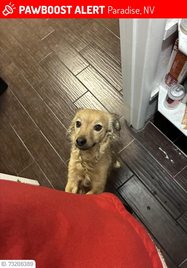 Lost Male Dog last seen Mountain vista and Tropicana, Paradise, NV 89120