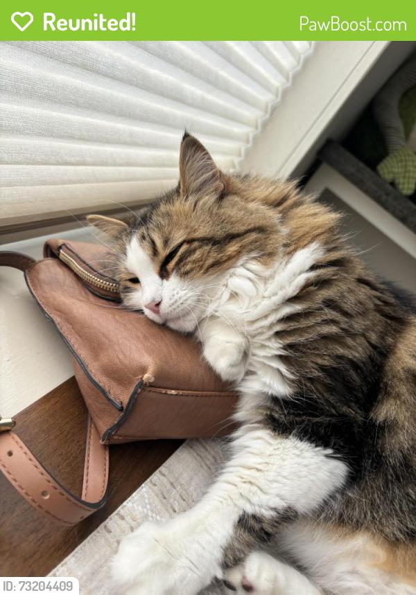 Reunited Female Cat last seen Near Helen Street and 32nd Street, Oakland, CA 94608