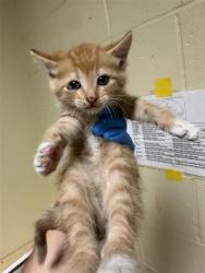 Shelter Stray Male Cat last seen FREEPORT BLVD & FRUITRIDGE RD, 2127 Front St, Sacramento, CA 95818, USA