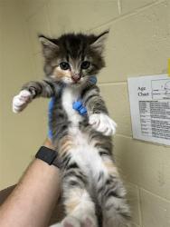 Shelter Stray Female Cat last seen FREEPORT BLVD & FRUITRIDGE RD, 2127 Front St, Sacramento, CA 95818, USA
