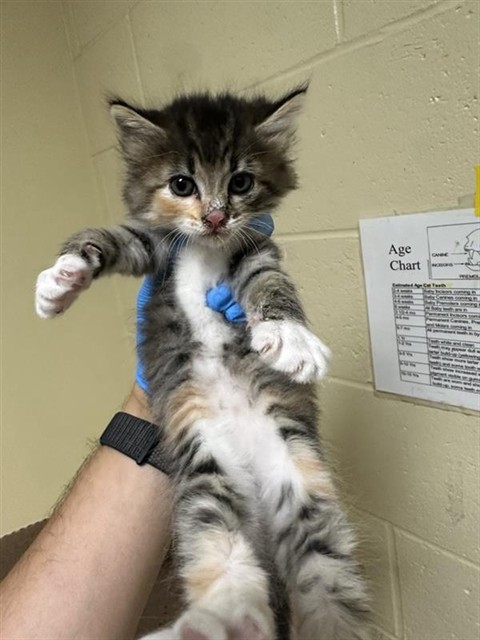 Shelter Stray Female Cat last seen FREEPORT BLVD & FRUITRIDGE RD, 2127 Front St, Sacramento, CA 95818, USA