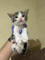 Shelter Stray Male Cat last seen 24TH ST & CASA LINDA DR, 2127 Front St, Sacramento, CA 95818, USA