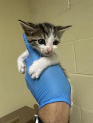 Shelter Stray Male Cat last seen 24TH ST & CASA LINDA DR, 2127 Front St, Sacramento, CA 95818, USA