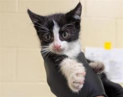 Shelter Stray Male Cat last seen 24TH ST & FRUITRIDGE RD, 2127 Front St, Sacramento, CA 95818, USA