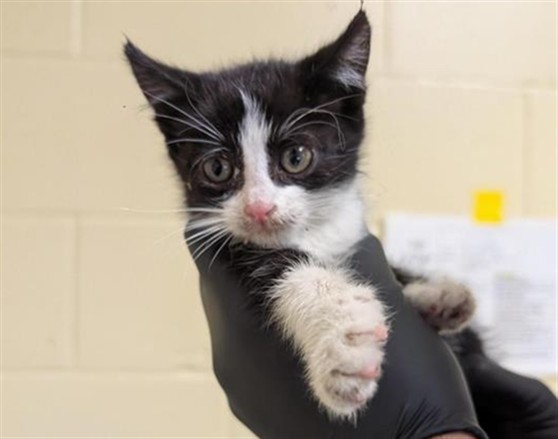Shelter Stray Male Cat last seen 24TH ST & FRUITRIDGE RD, 2127 Front St, Sacramento, CA 95818, USA
