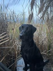 Lost Male Dog last seen Indest St, New Iberia, LA 70563